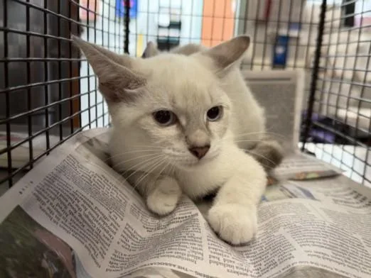 A baby small-sized female Siamese cat named A for adoption in San Pedro, CA