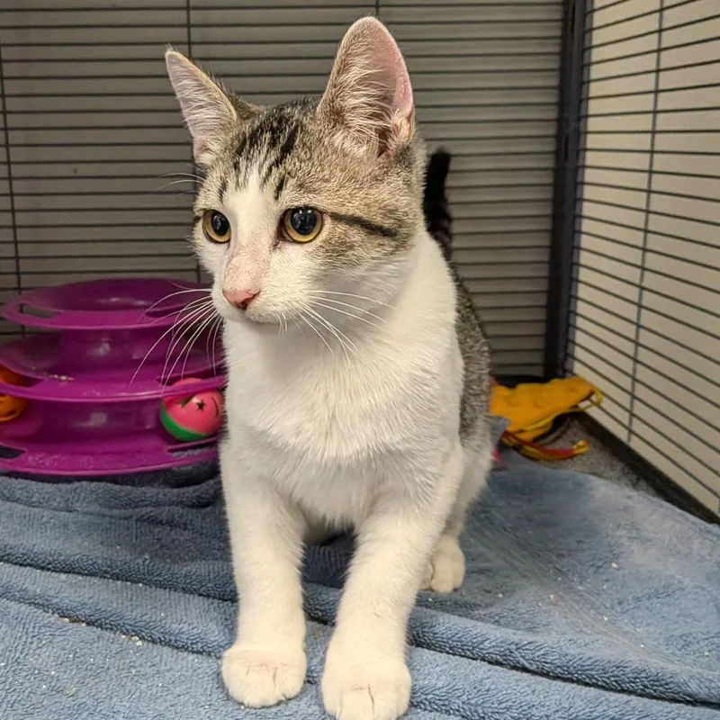 A baby small-sized female Brown / Chocolate Domestic Short Hair cat named Salsa for adoption in Hannibal, MO