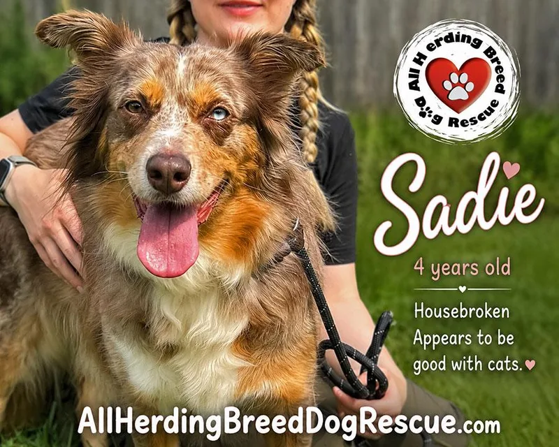 Sadie thumbnail 2