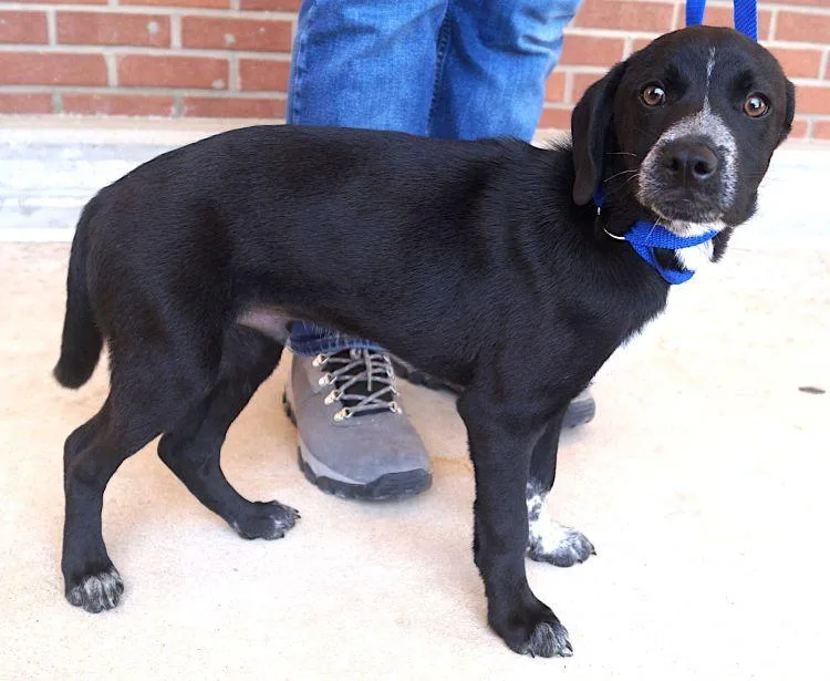 A young medium-sized male Black Border Collie dog named Wilbur for adoption in Carrollton, TX