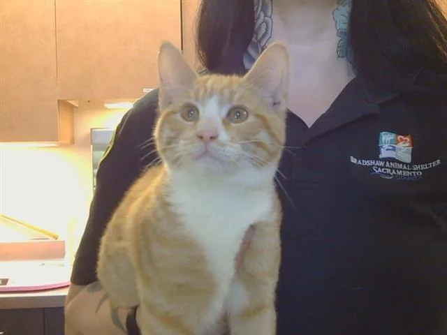 A baby medium-sized male Domestic Short Hair cat named Quest for adoption in Sacramento, CA