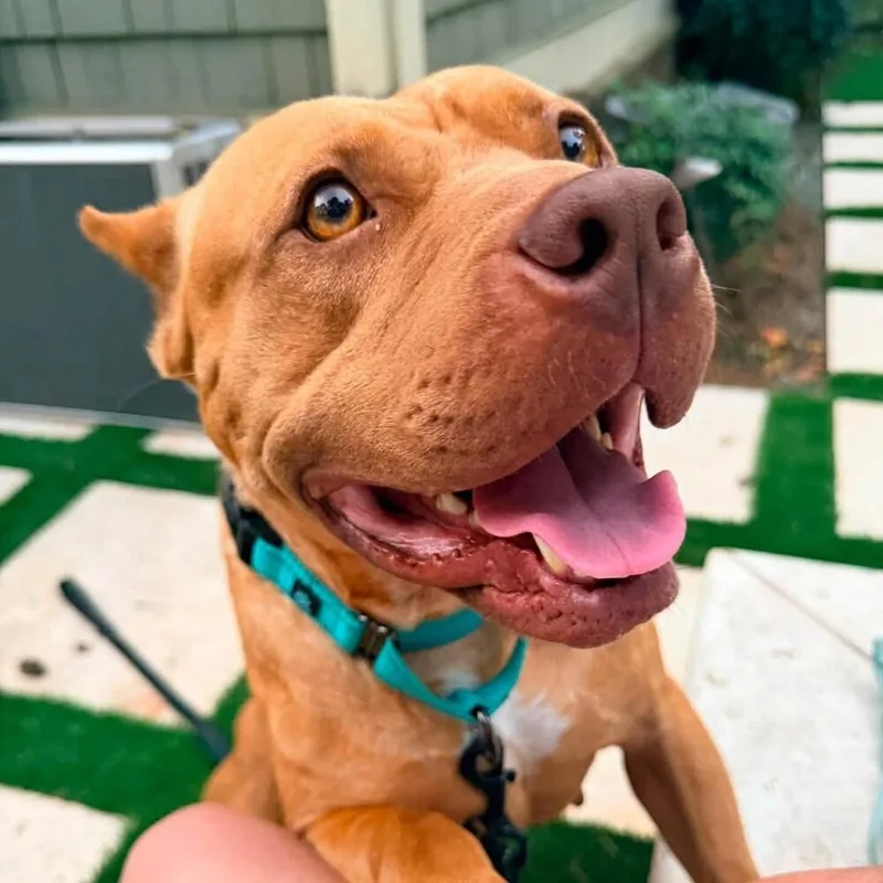 An adult medium-sized female American Staffordshire Terrier dog named Nonna for adoption in Long Island City, NY