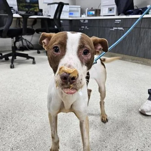 A young medium-sized female White / Cream Mixed Breed dog named Enola for adoption in Jacksonville, FL