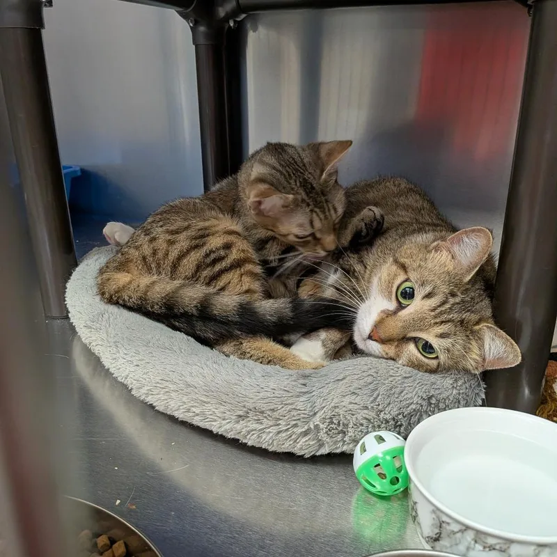 A young small-sized female Brown / Chocolate Domestic Short Hair cat named T&d: Tigger for adoption in Falls Church, VA