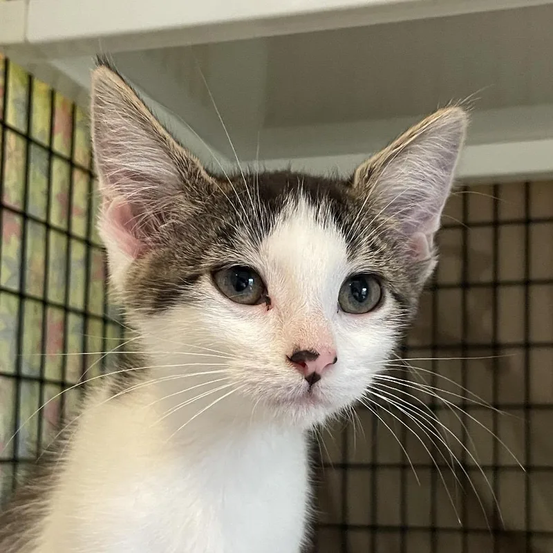 A baby small-sized male Domestic Short Hair cat named X Out for adoption in Chicago, IL