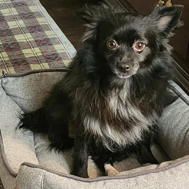 An adult small-sized female Black Pomeranian dog named Moonlight for adoption in Lewisville, TX