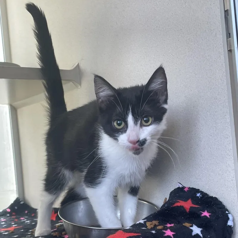 A baby small-sized female Black Domestic Long Hair cat named Willow for adoption in Gloucester, VA