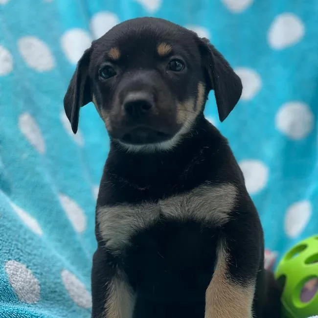 A baby large-sized female Shepherd dog named Prada Pup  Mckenna for adoption in San Diego, CA