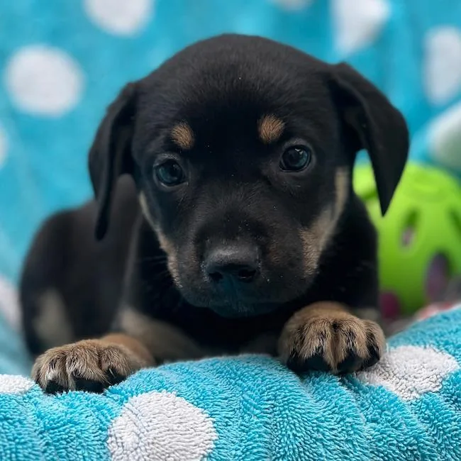 Prada Pup  Mckenna thumbnail 2