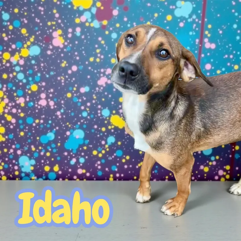 Idaho thumbnail 2