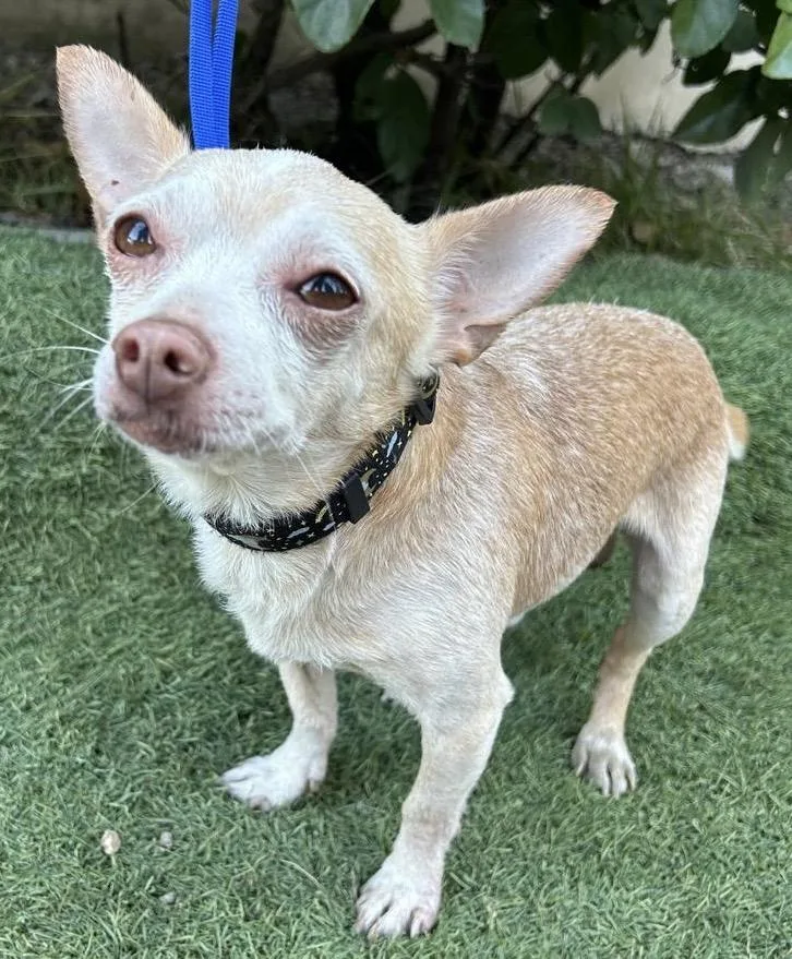 A young small-sized male Yellow / Tan / Blond / Fawn Chihuahua dog named Chico for adoption in Bell Gardens, CA