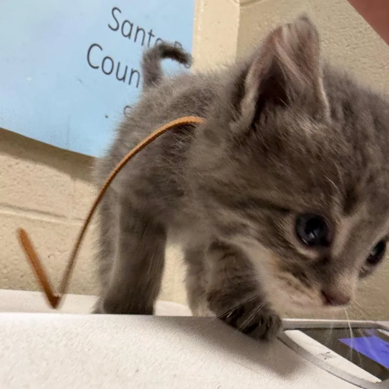 A baby small-sized male Gray / Blue / Silver Domestic Short Hair cat named Meowcaron for adoption in Milton, FL