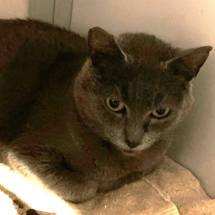 An adult medium-sized female Gray / Blue / Silver Russian Blue cat named Daisy  Pretty Russian for adoption in Hoquiam, WA