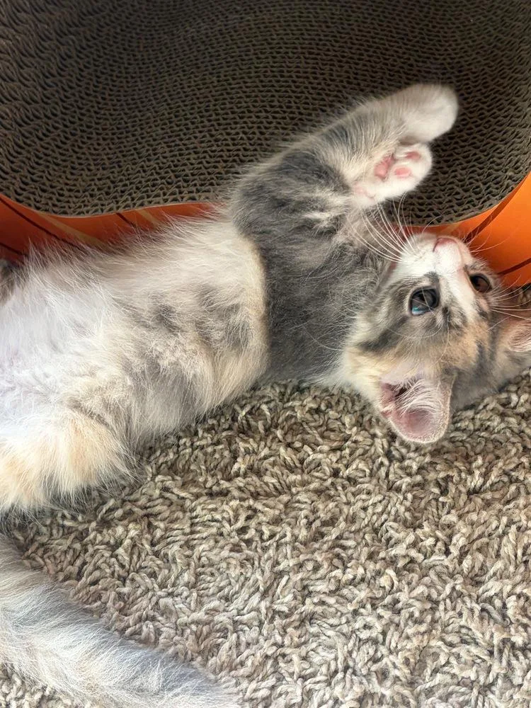 A baby small-sized female Calico cat named Yume for adoption in Greensboro, NC