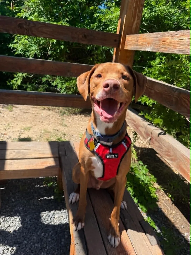 An adult large-sized male Mixed Breed dog named Spatula for adoption in Salt Lake City, UT