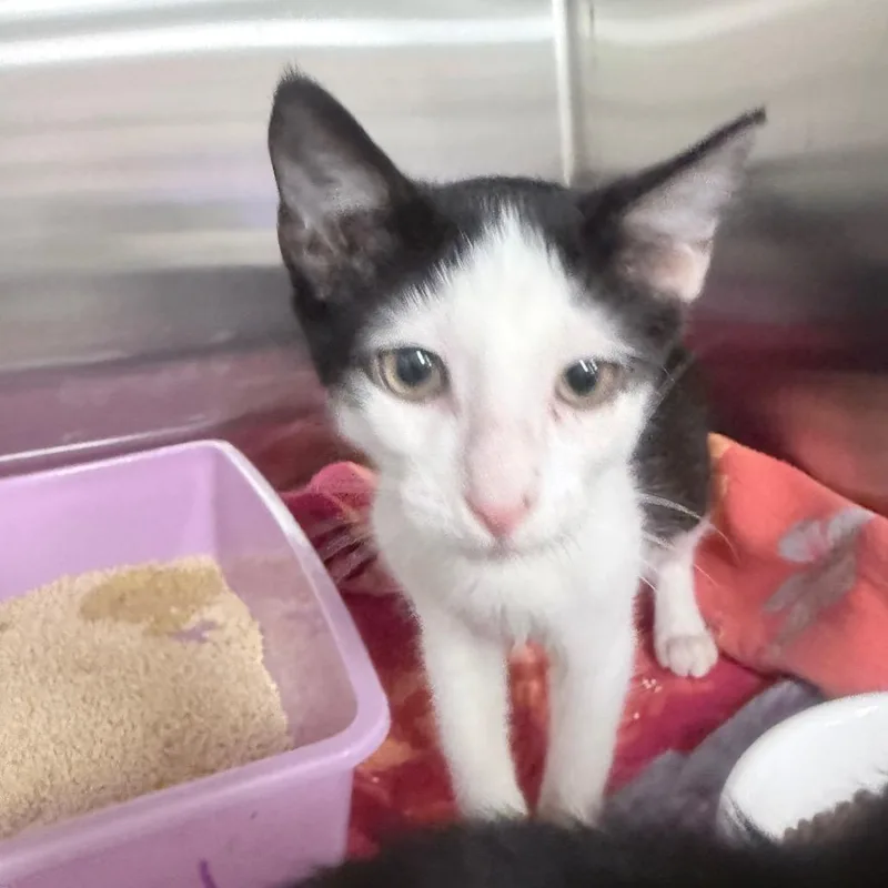 A baby small-sized male White Domestic Short Hair cat named Chicken for adoption in Jupiter, FL