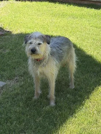 An adult large-sized male Hound dog named Charly for adoption in McKinney, TX