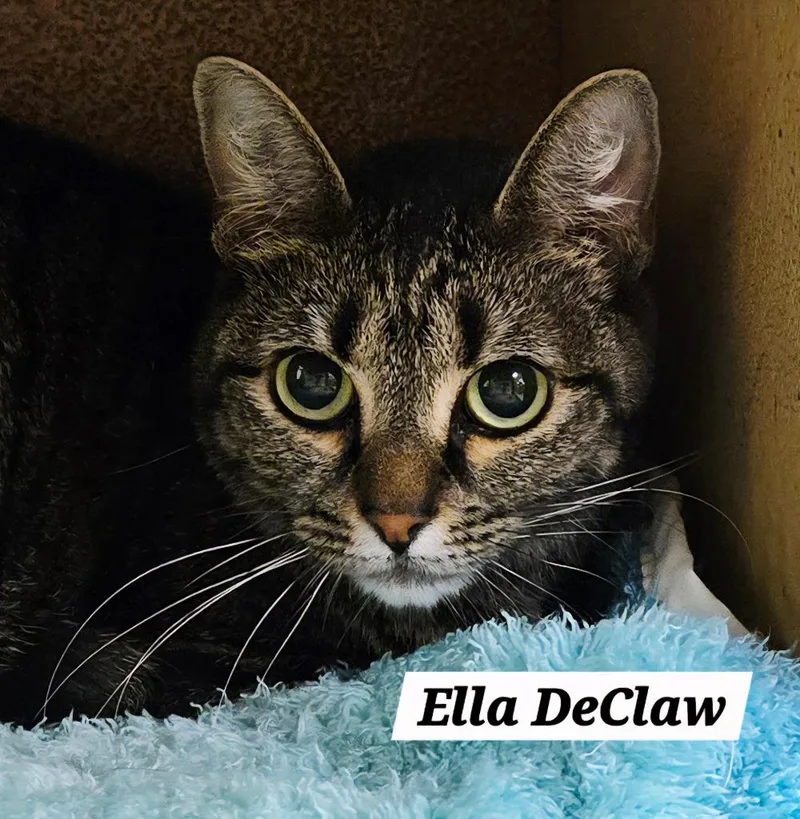 A young small-sized female Domestic Short Hair cat named Ella DeClaw for adoption in San Antonio, TX