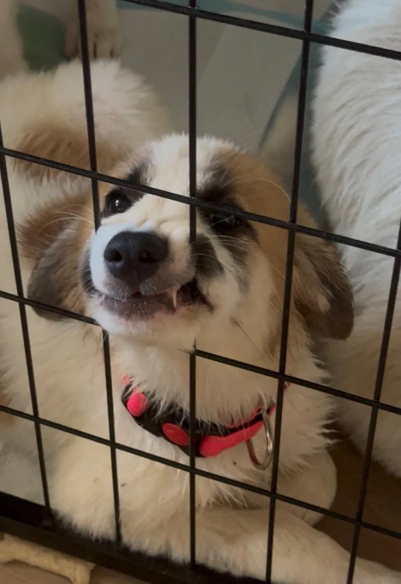 A young extra large-sized female Great Pyrenees dog named Daphne for adoption in Garland, TX