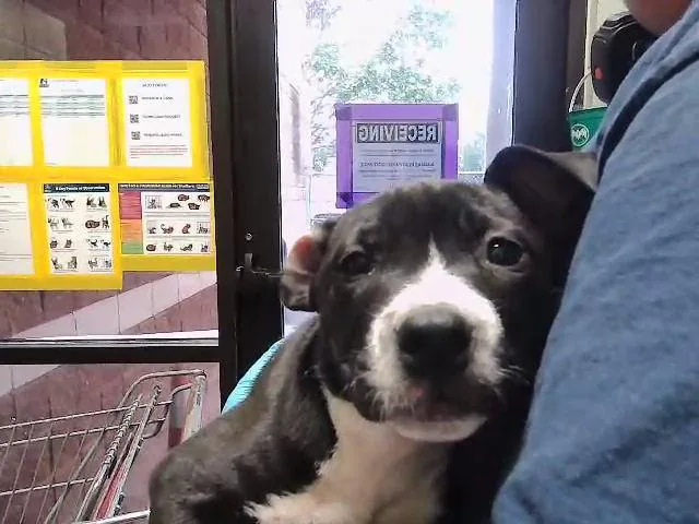 A baby small-sized female Pit Bull Terrier dog named Pippa for adoption in Tulsa, OK