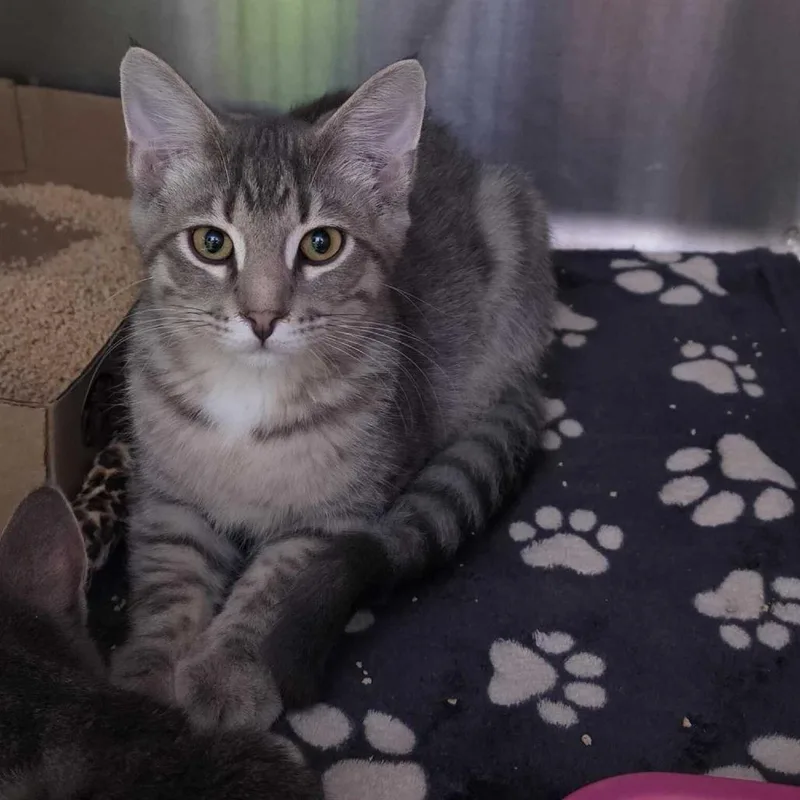 A baby small-sized male Brown / Chocolate Domestic Short Hair cat named Wayzz for adoption in Davenport, IA