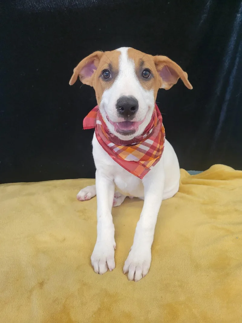 A baby medium-sized male Labrador Retriever dog named Lab BorderCollie mix pup for adoption in Mount Laurel, NJ
