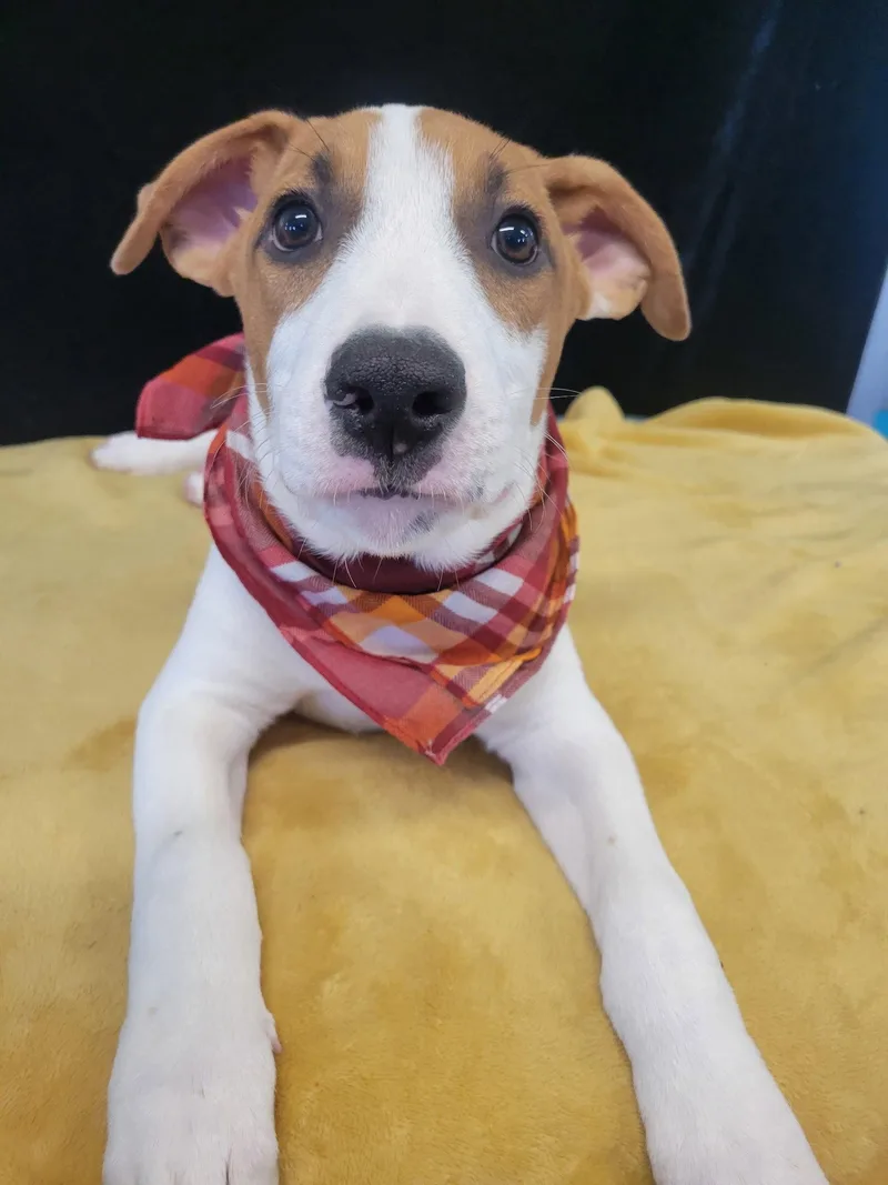 Lab BorderCollie mix pup thumbnail 3