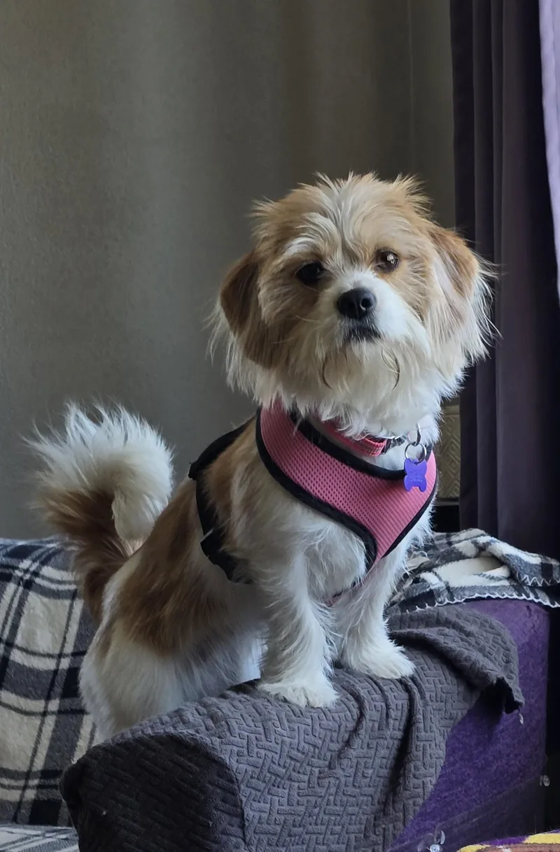 Lulu