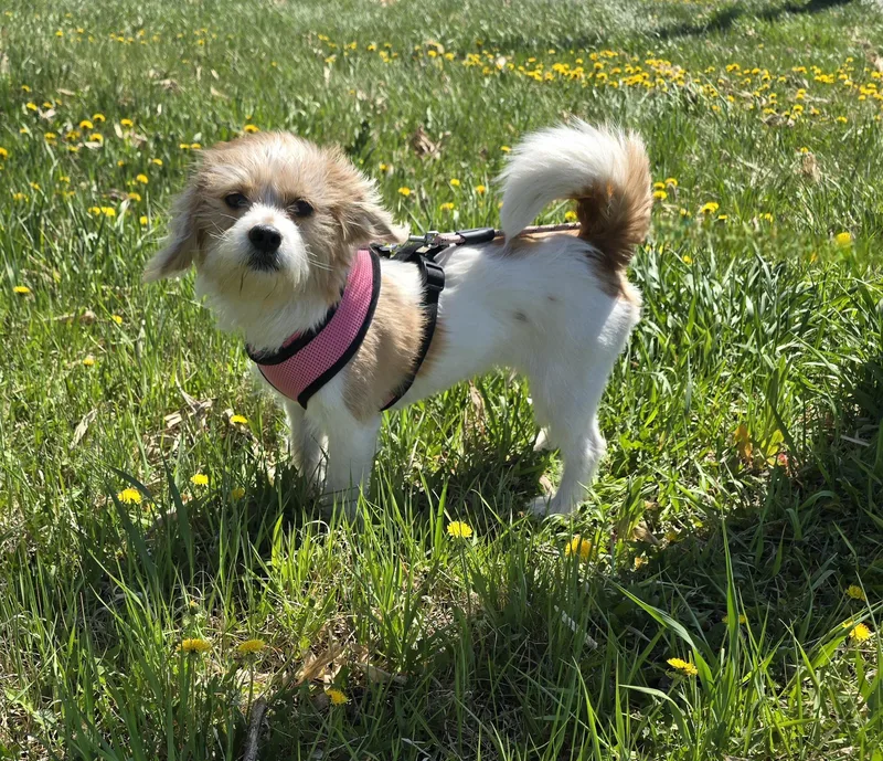 Lulu thumbnail 3