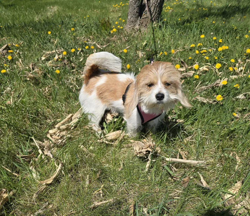 Lulu thumbnail 5