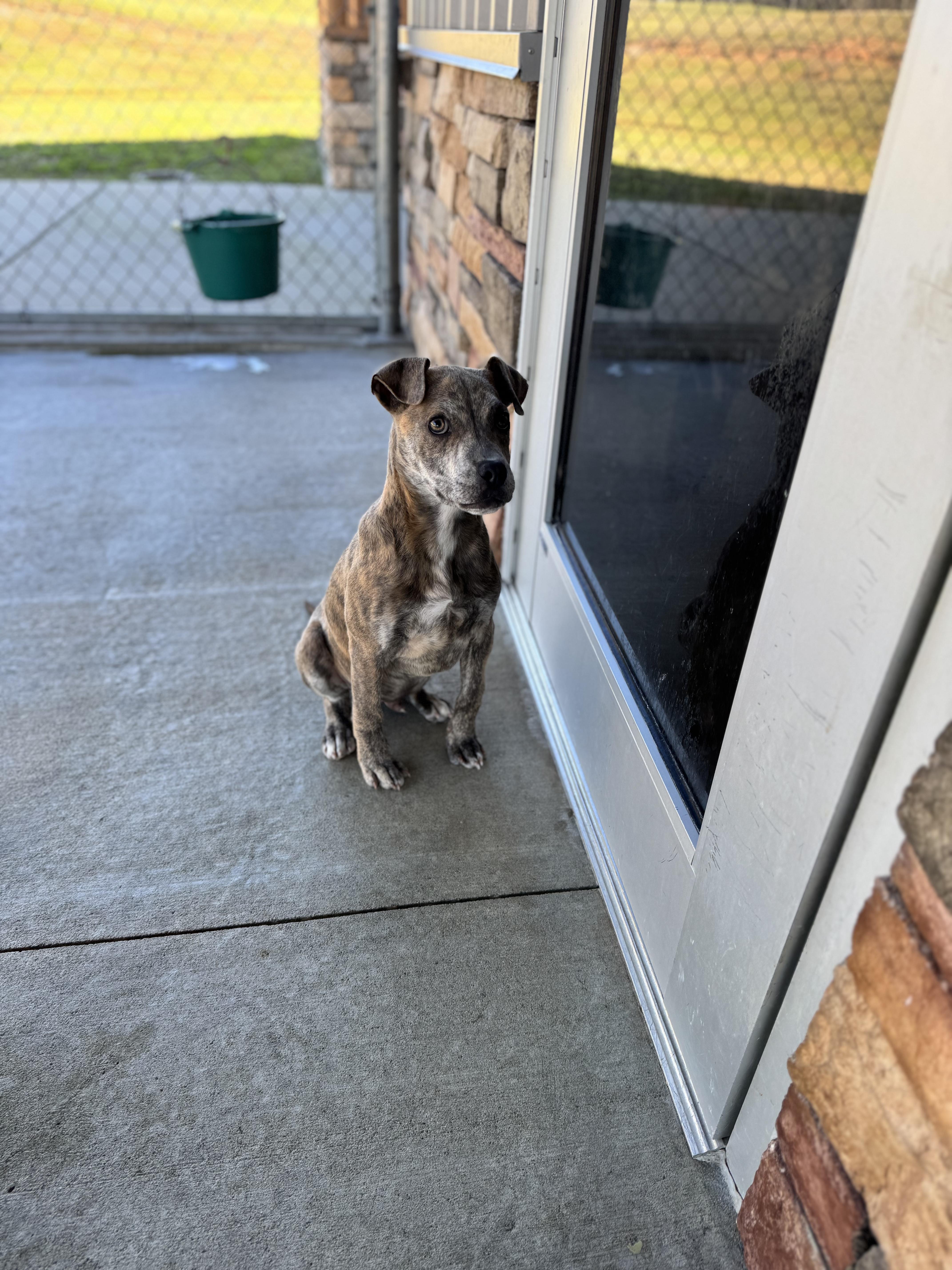 Brown Sugar thumbnail 2