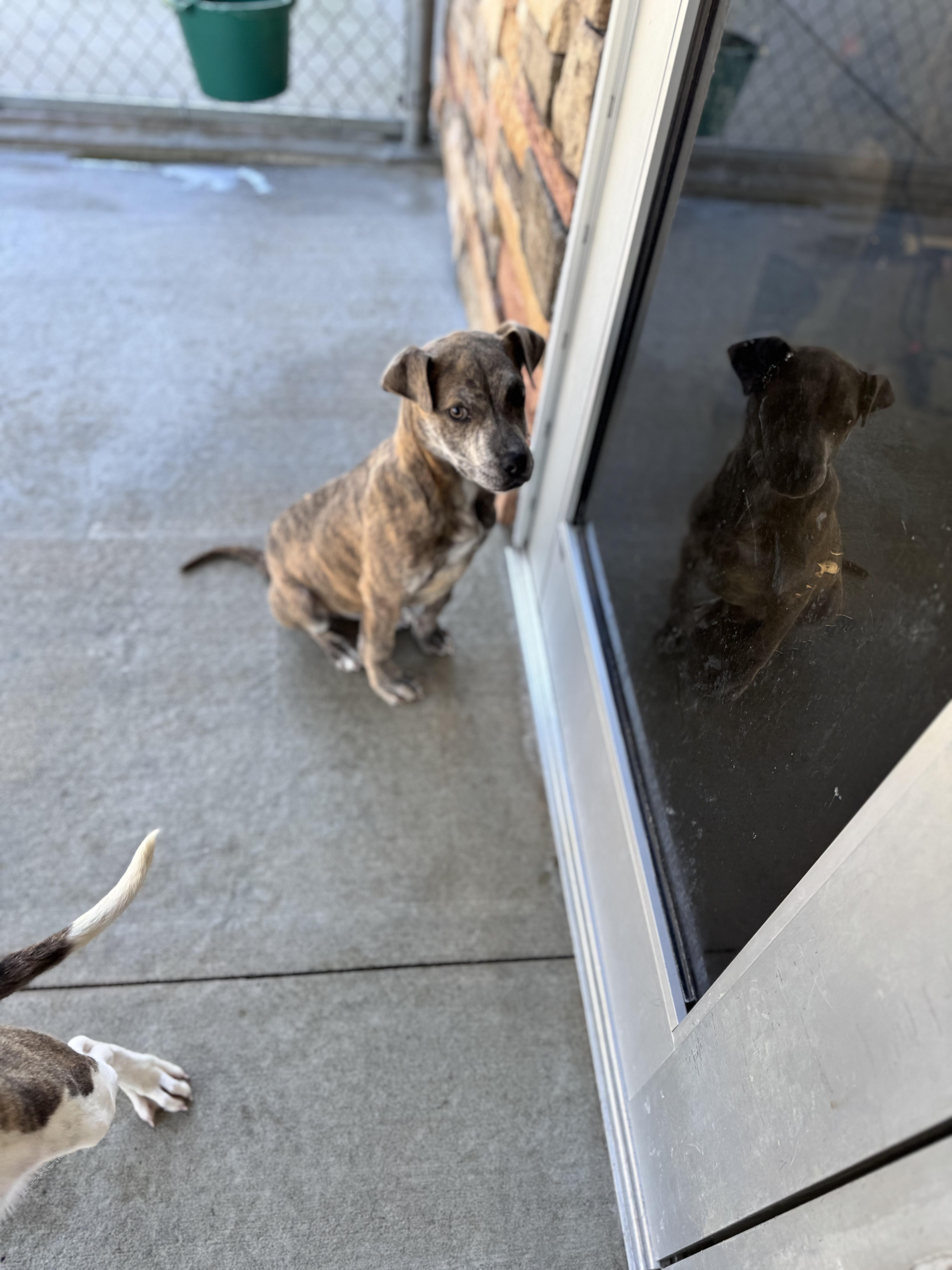 Brown Sugar thumbnail 3