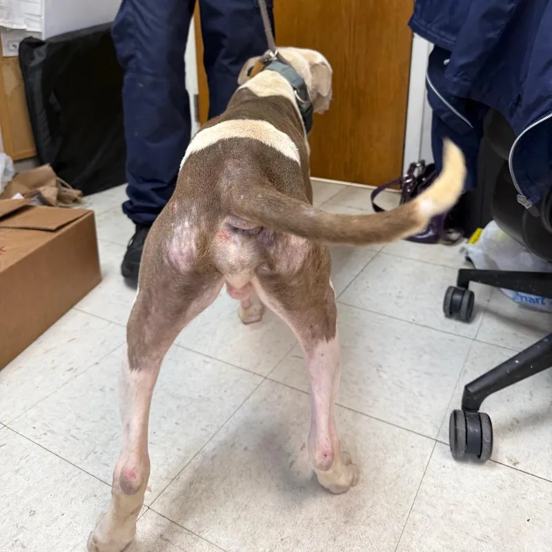 Bosco