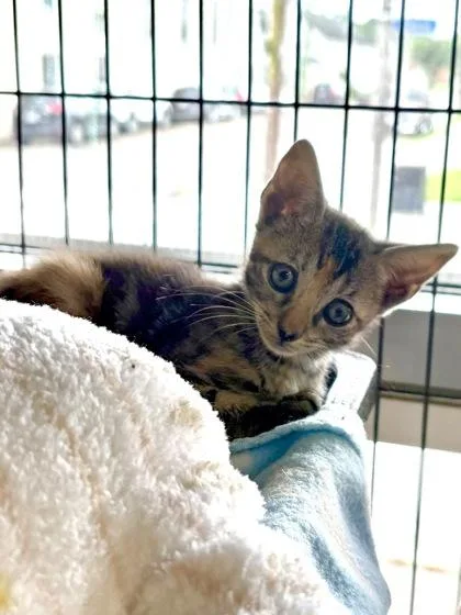 A baby small-sized female Domestic Short Hair cat named Neil Catrick Harris for adoption in New Orleans, LA