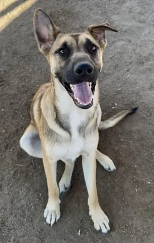 A young large-sized male Shepherd dog named Bear for adoption in Bakersfield, CA