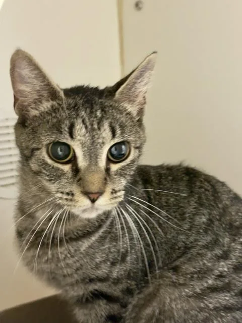 An adult small-sized female Domestic Short Hair cat named Pepper for adoption in Reisterstown, MD