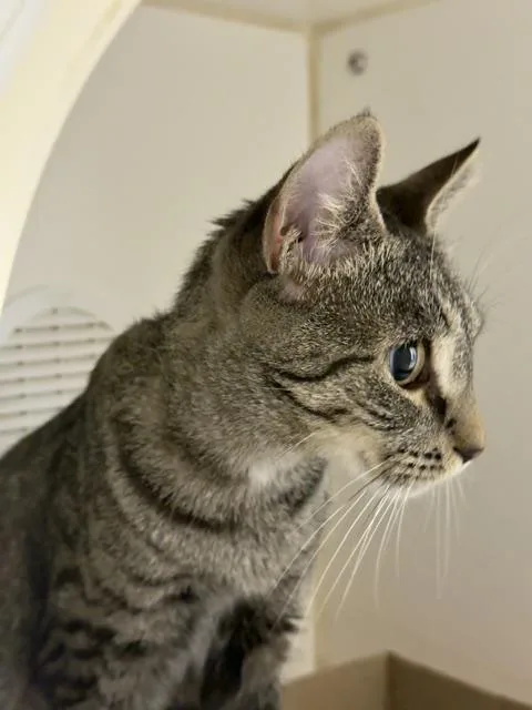 Pepper thumbnail 2
