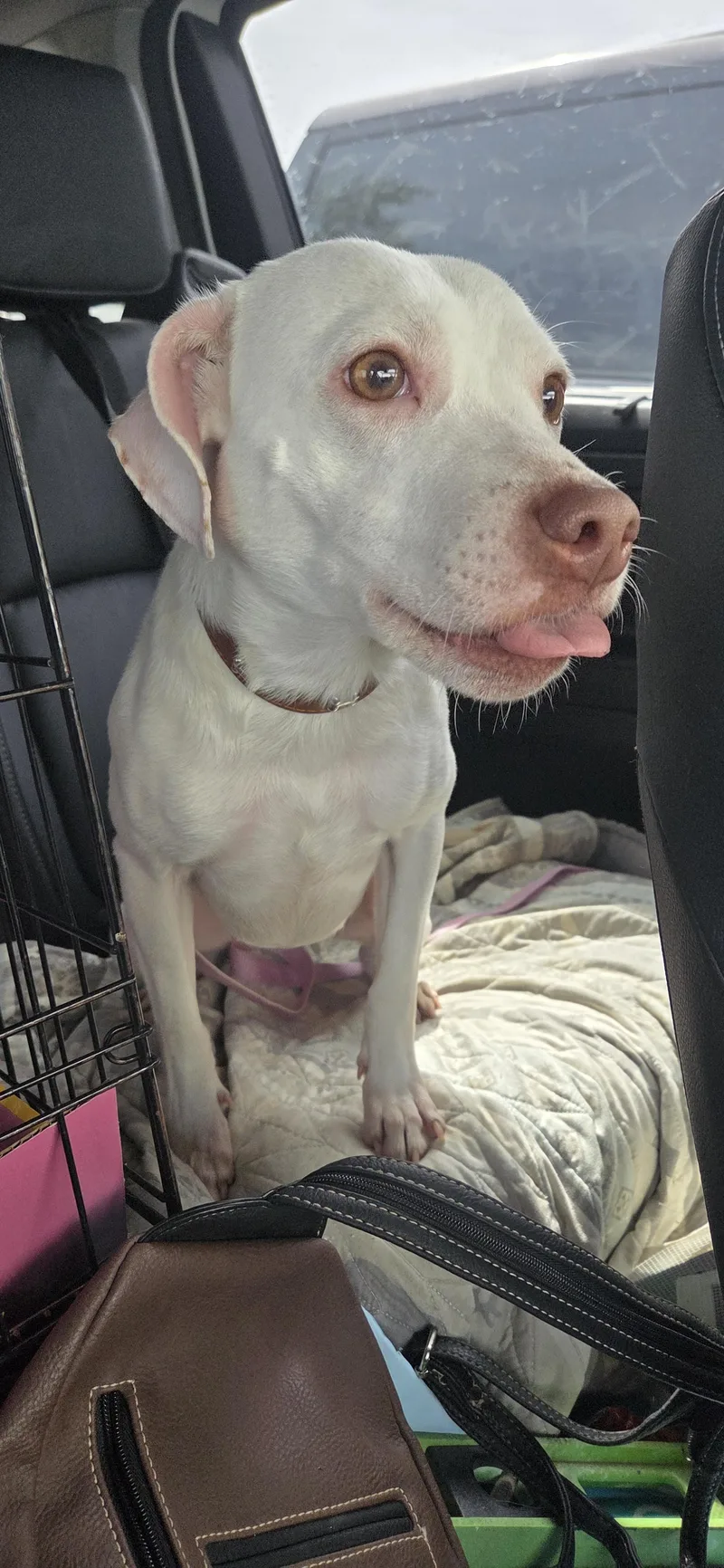 An adult medium-sized female White / Cream Pit Bull Terrier dog named Coco Chanel for adoption in Evansville, IN