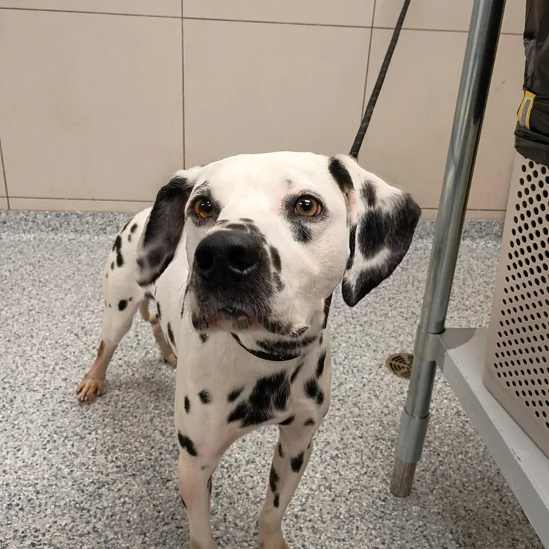 An adult medium-sized male White / Cream Dalmatian dog named Marcha for adoption in Chicago, IL