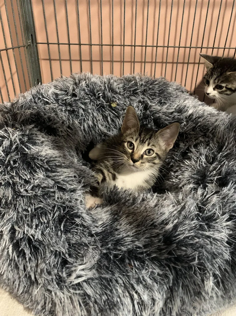 A baby medium-sized male Domestic Short Hair cat named Mayfly for adoption in Sanford, FL