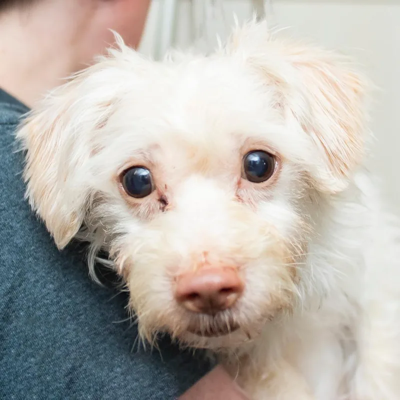 A senior small-sized male White / Cream Mixed Breed dog named Rolph for adoption in Middletown, RI