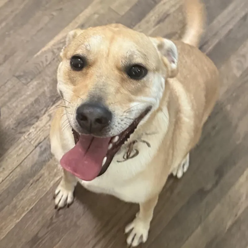An adult medium-sized female Yellow / Tan / Blond / Fawn Patterdale Terrier / Fell Terrier dog named Nala for adoption in Fort Leavenworth, KS