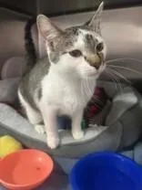 A young medium-sized male Tabby (Brown / Chocolate) Domestic Short Hair cat named Oslo for adoption in Manitowoc, WI