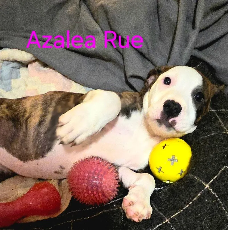 Azalea Rue thumbnail 3