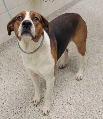 An adult extra large-sized male Black Mixed Breed dog named Goody for adoption in Kansas City, MO