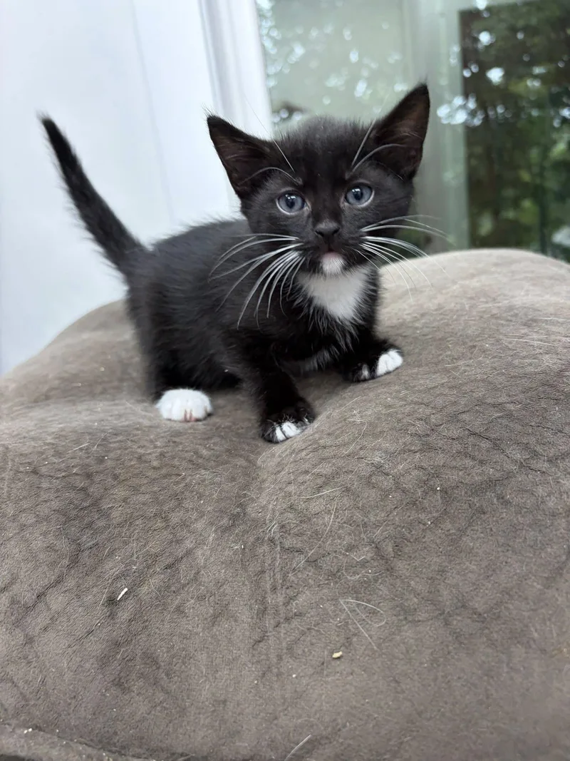 A baby small-sized male Black & White / Tuxedo Domestic Short Hair cat named Ledmo for adoption in Clarksville, TN