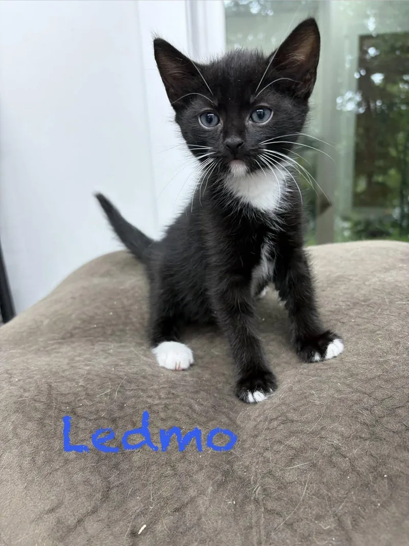 Ledmo thumbnail 2