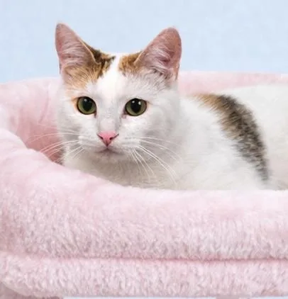 Magnolia thumbnail 3