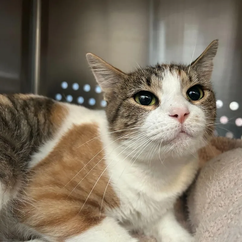 Salome Houston thumbnail 2