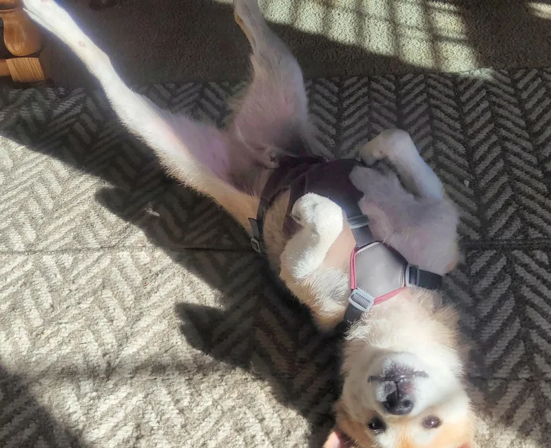 Mr. Clean thumbnail 3